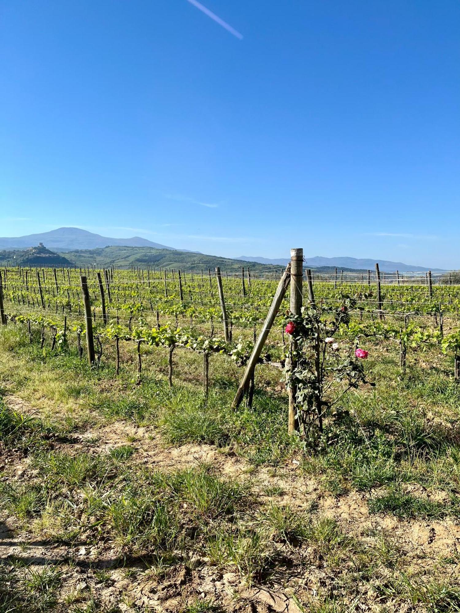 Agriturismo Le Querciole In Val D'Orcia バーニョ・ヴィニョーニ エクステリア 写真