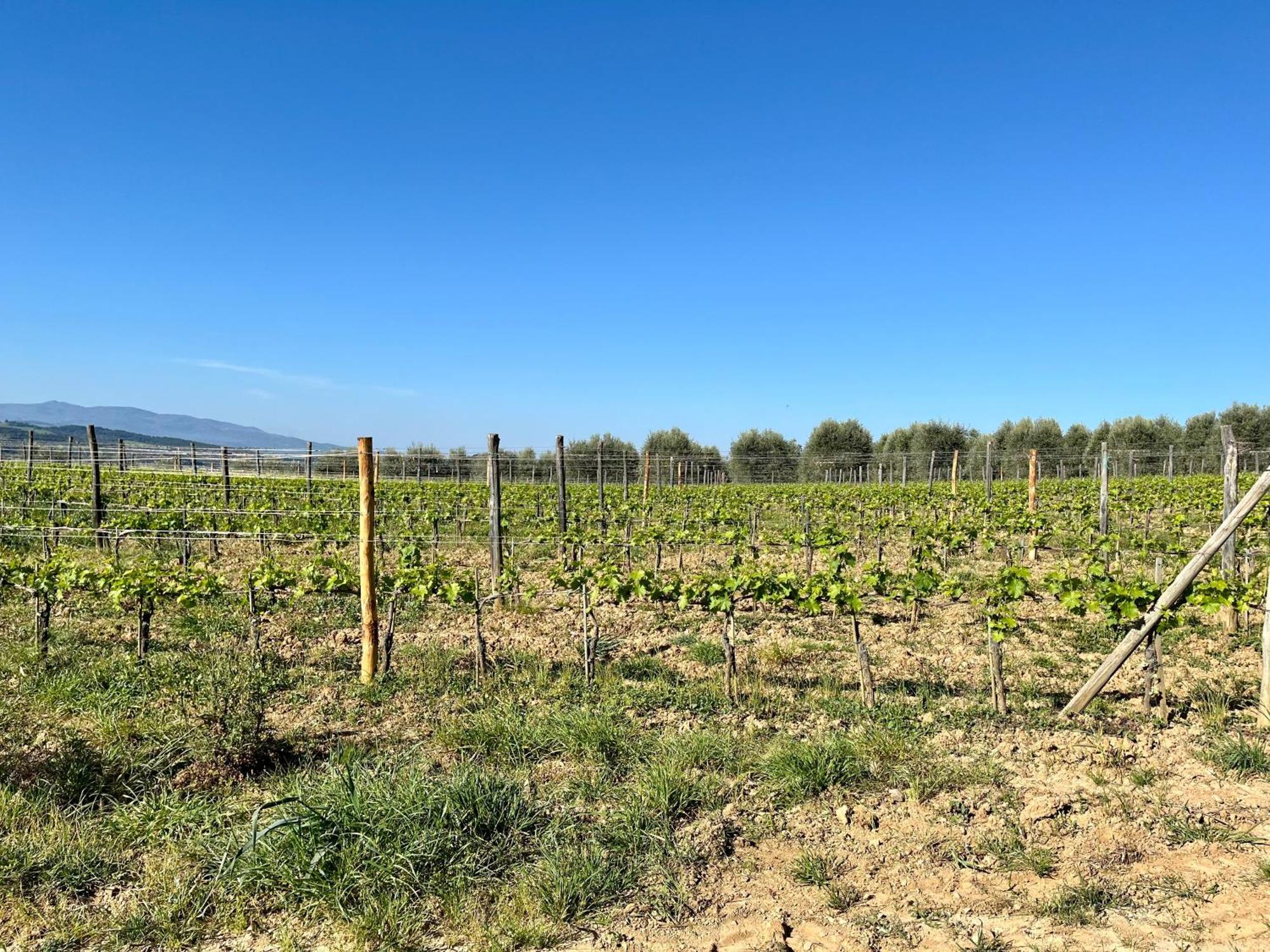 Agriturismo Le Querciole In Val D'Orcia バーニョ・ヴィニョーニ エクステリア 写真