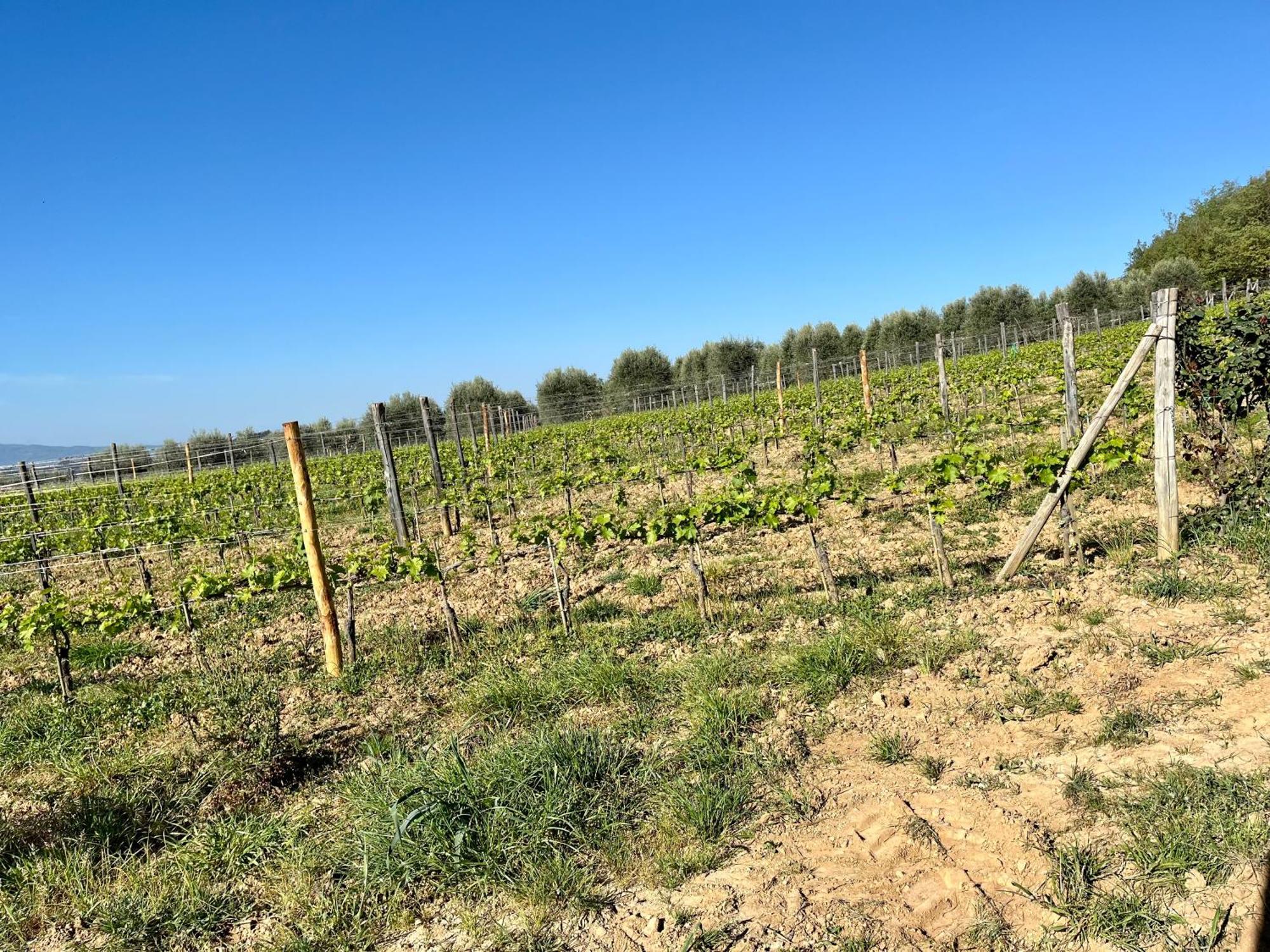 Agriturismo Le Querciole In Val D'Orcia バーニョ・ヴィニョーニ エクステリア 写真